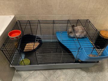 Coniglio nano testa di leone