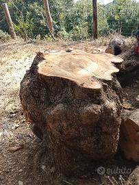 tronco ulivo