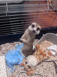 Docile e cucciolo suricato di 9 mesi