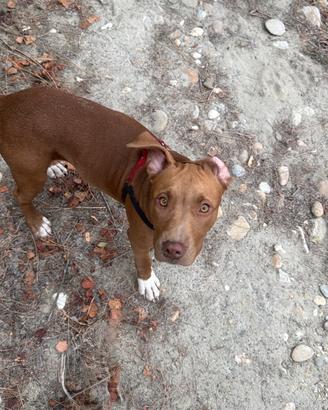 Cucciola American Pitbull Terrier