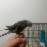 Calopsita allevato a mano