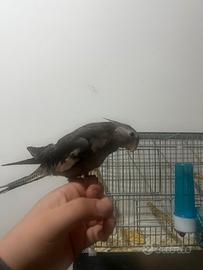 Calopsita allevato a mano