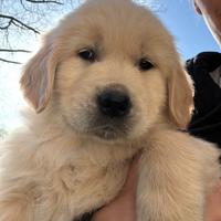 Cuccioli di GOLDEN RETRIEVER
