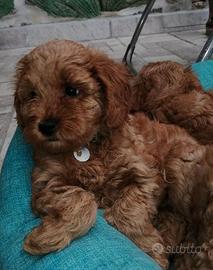 Cucciolo barboncino nano
