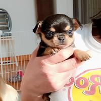 Chihuahua pedigree ENCI