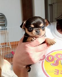 Chihuahua pedigree ENCI