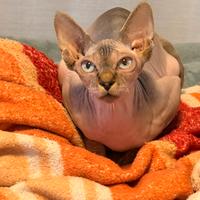 Sphynx femmina