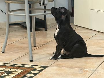 Staffordshire Bull terrier