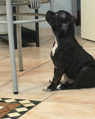 Staffordshire Bull terrier
