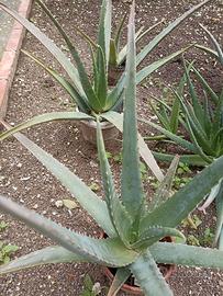 Aloe vera