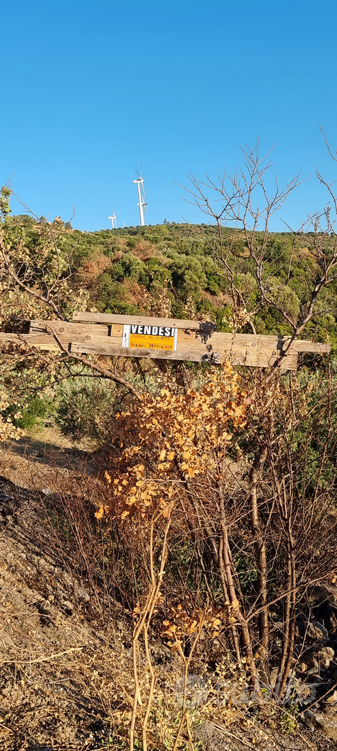 Terreno e Uliveto - Vista 2