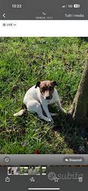 Jack Russell femmina