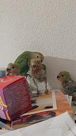 Inseparabili allevati a mano