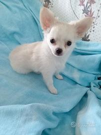cucciolo chihuahua 