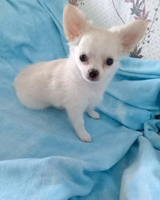cucciolo chihuahua 