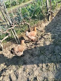 Galline brahama