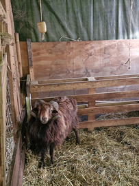 Pecora nana d'ouassant