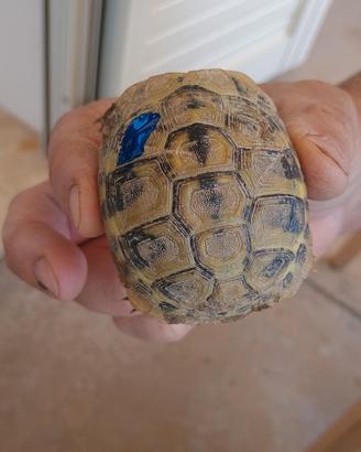 Tartaruga di terra