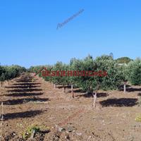 Terreno, Paceco.