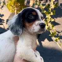 Cucciola di setter inglese