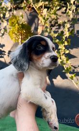 Cucciola di setter inglese