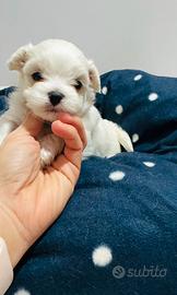 Maltesi mini Toy