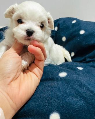 Maltesi mini Toy