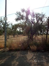 Terreno a 100 MT dal LIDL di Valenzano