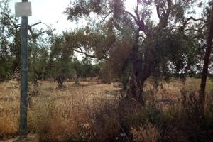 Terreno con ulivi a 100 MT dal Lidl