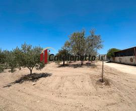 Terreno agricolo con uliveto e magazzino a Castelv