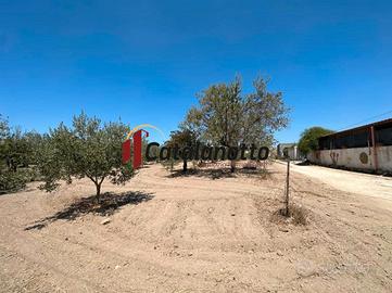 Terreno agricolo con uliveto e magazzino a Castelv