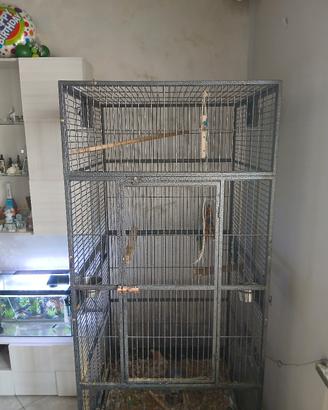 voliera pappagalli 