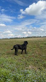 Cane corso, 4 anni