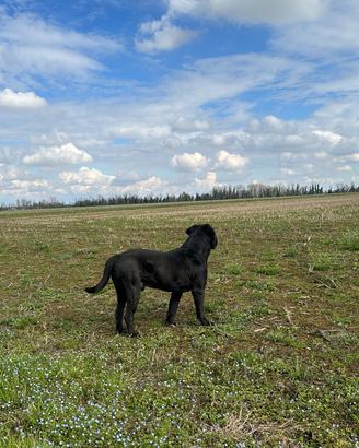 Cane corso, 4 anni