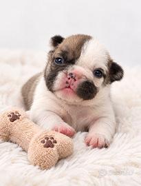 Cuccioli bulldog francese esotici