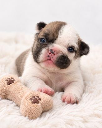 Cuccioli bulldog francese esotici