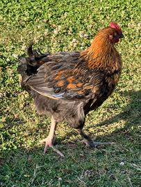 Gallo Olive egger