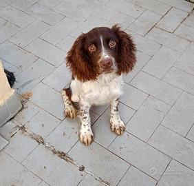 Springer Spaniel