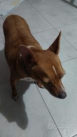 Docile