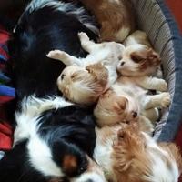 Cavalier King Charles Spaniel cuccioli