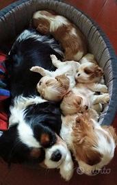 Cavalier King Charles Spaniel cuccioli