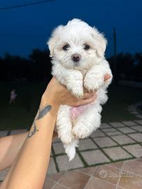 Splendidi cuccioli di Maltese