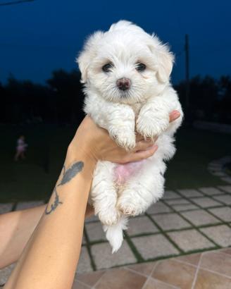 Splendidi cuccioli di Maltese