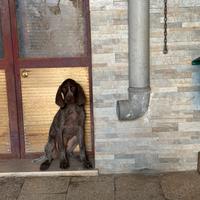 Cuccioli maschi di Bracco Tedesco Kurzhaar