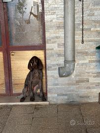 Cuccioli maschi di Bracco Tedesco Kurzhaar