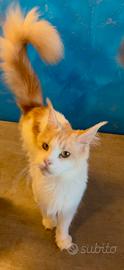 Femmina di maine coon