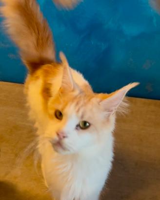 Femmina di maine coon