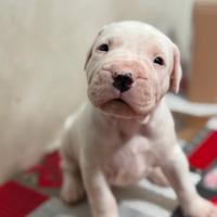 Cuccioli dogo argentino