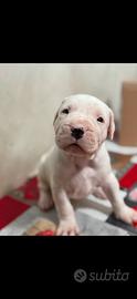 Cuccioli dogo argentino