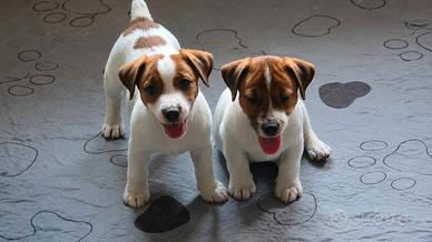 Cuccioli Jack Russell pelo liscio